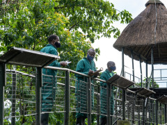 Ngamba Island, Ngamba Island photo
