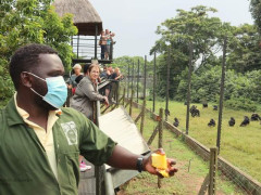 Ngamba Island, Ngamba Island photo