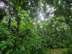 Mabira Forest