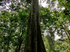 Mabira Forest